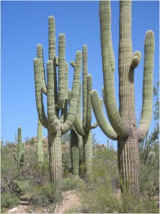 Saguaro Cacti
