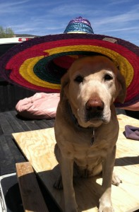 Office Dog Abbey in a Sombrero