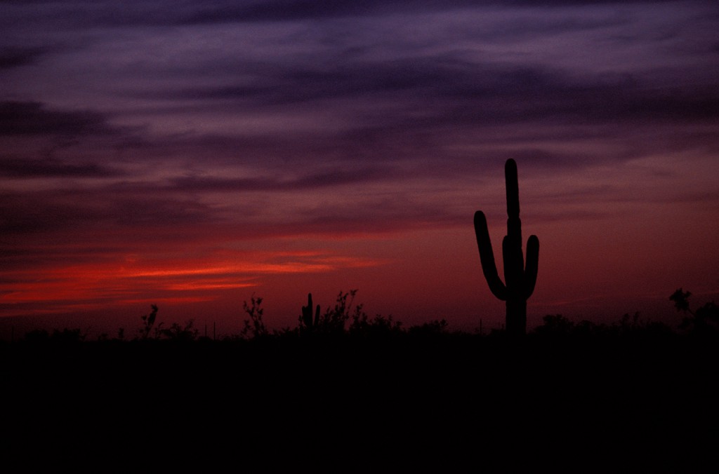 Saguaro cactus