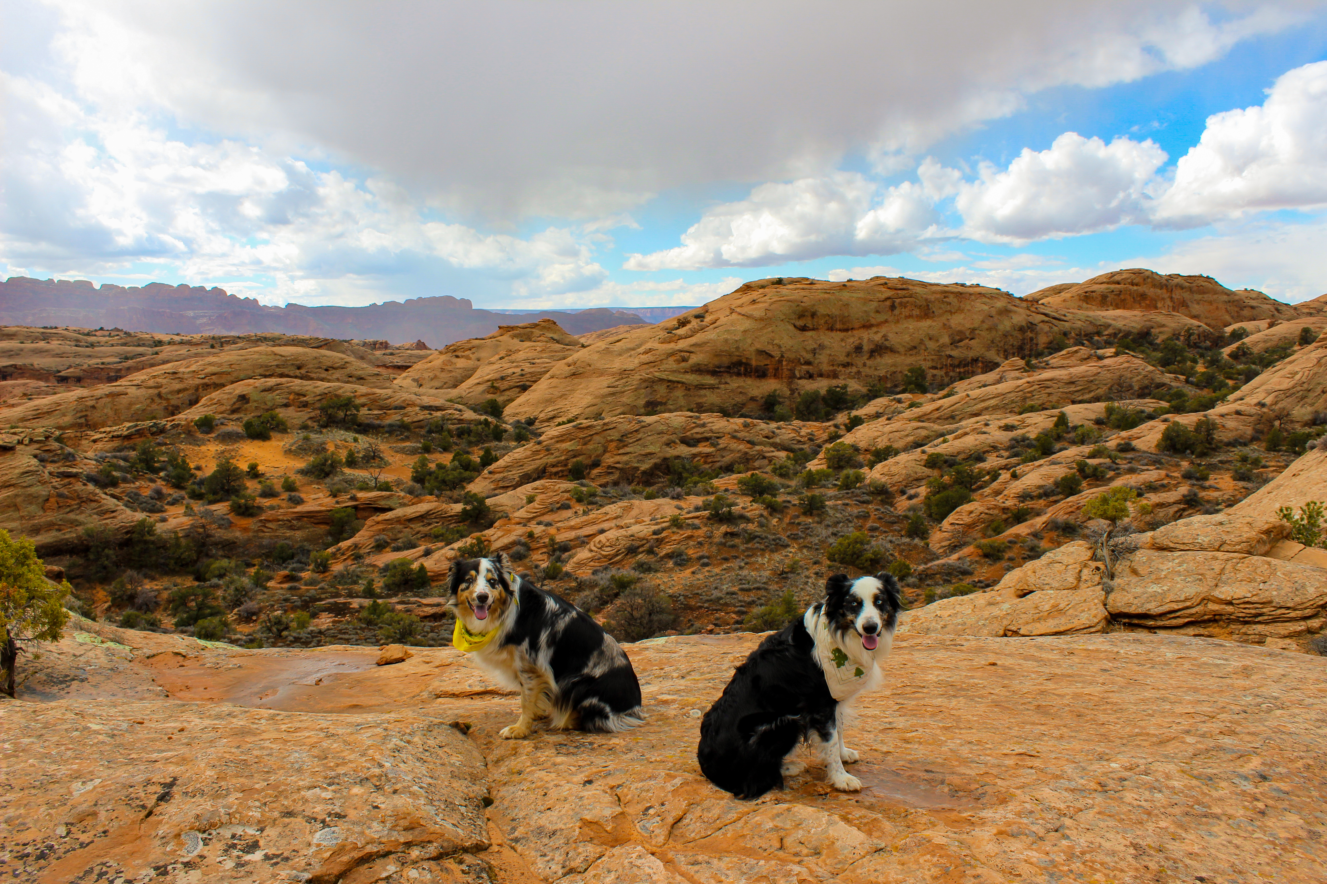 Dogs Sitting on Slickrock - Moab UT - Mild to Wild Rafting