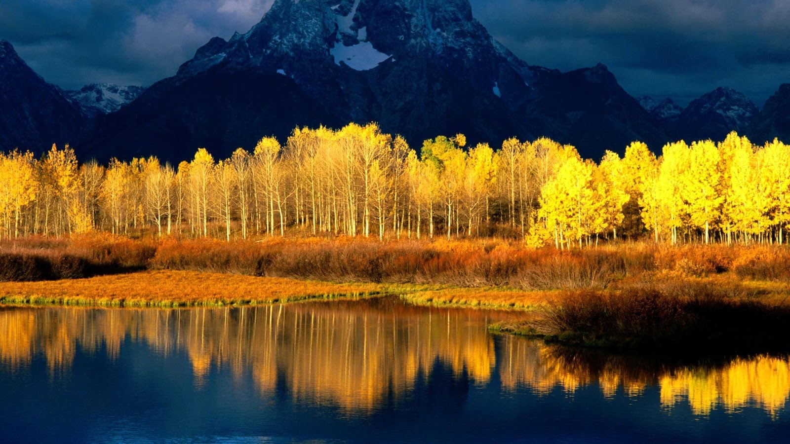 forests in Utah Pando Quaking Aspens Fall in Utah