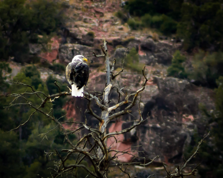 Bald Eagle - Gates of Lodore - Mild to Wild Rafting