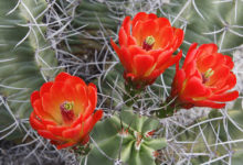 Claret Cup Cactus - Mild to Wild