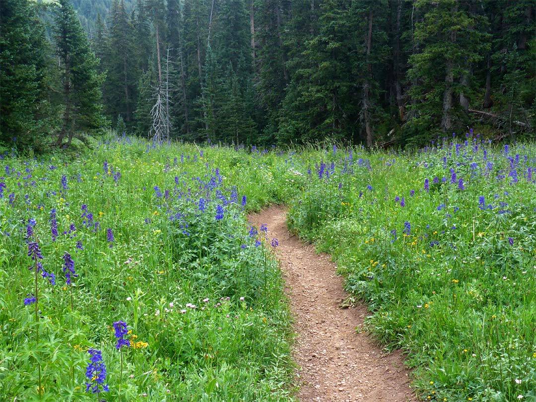 Trail lined with Purple Larkspur blooms - Mild to Wild