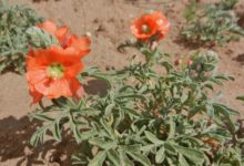 Scarlet Globemallow - Milld to Wild