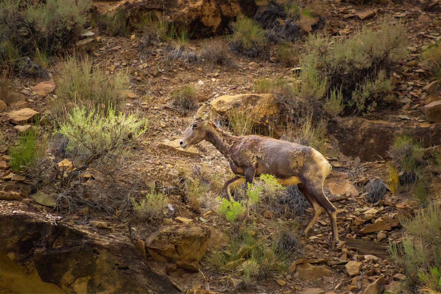 Big Horn Sheep In Desolation Canyon - Desolation - Mild to Wild Rafting