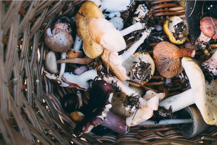 mushrooms in basket - Mild to Wild 