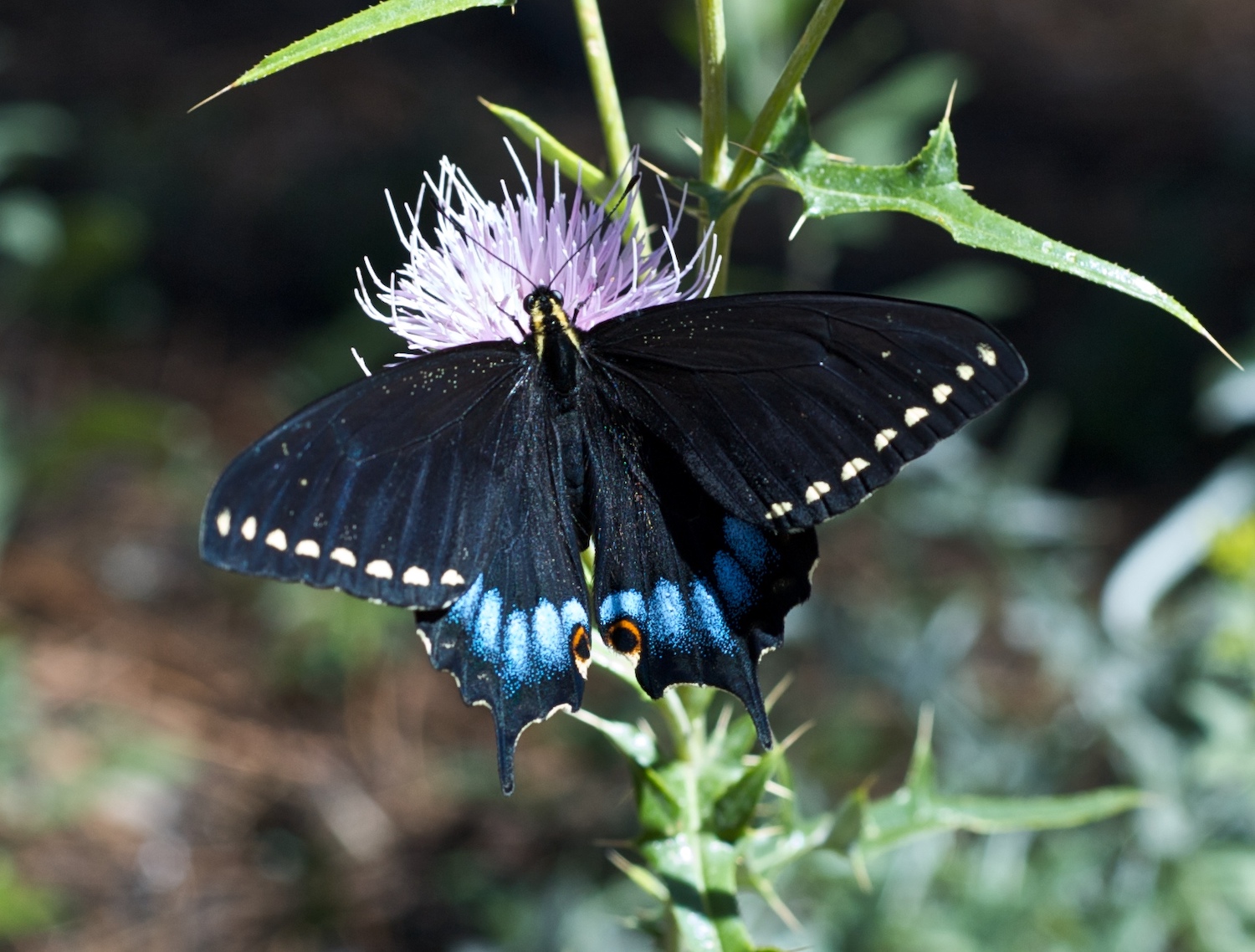 The rare Kaibab Indra Swallowtail Butterfly fluttering on a purple flower 