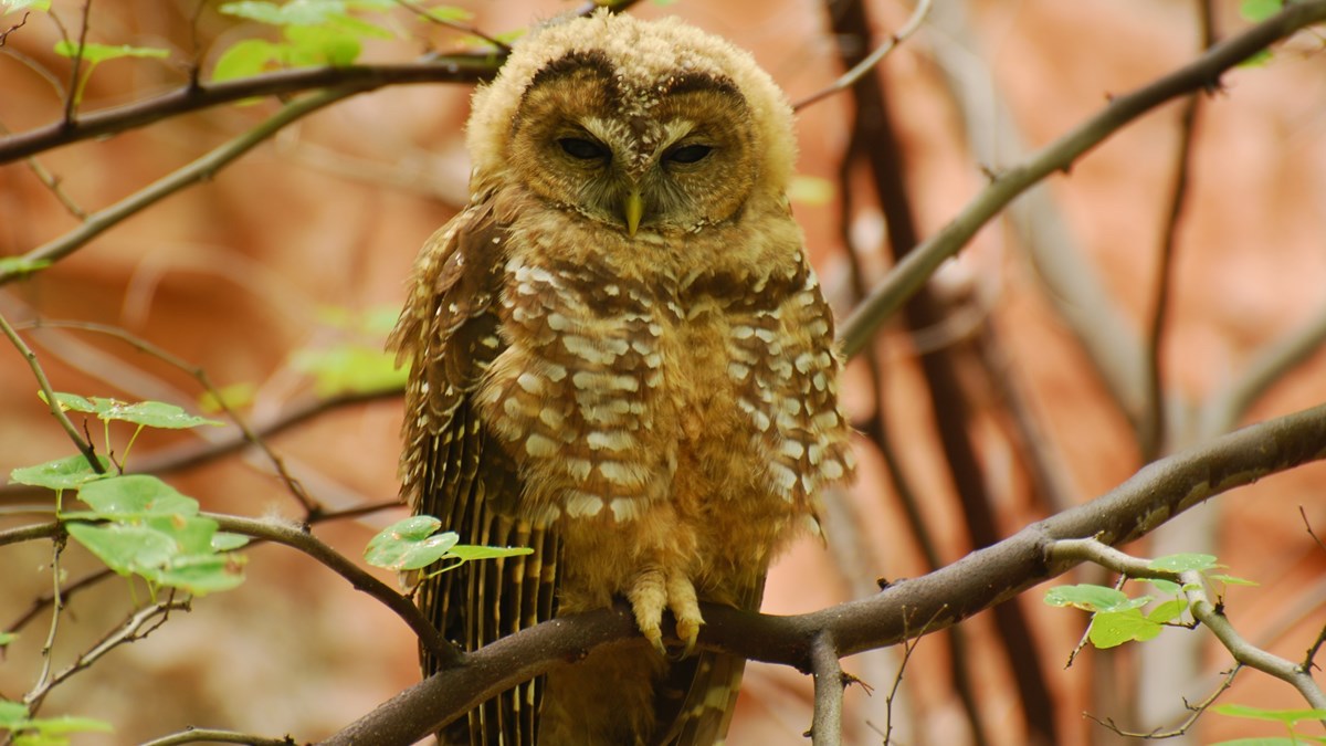 A Mexican Spotted Owl sleepily resting on a branch 