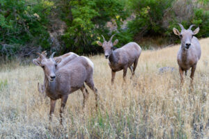 Gates of Lodore - Close up of bighorn sheep