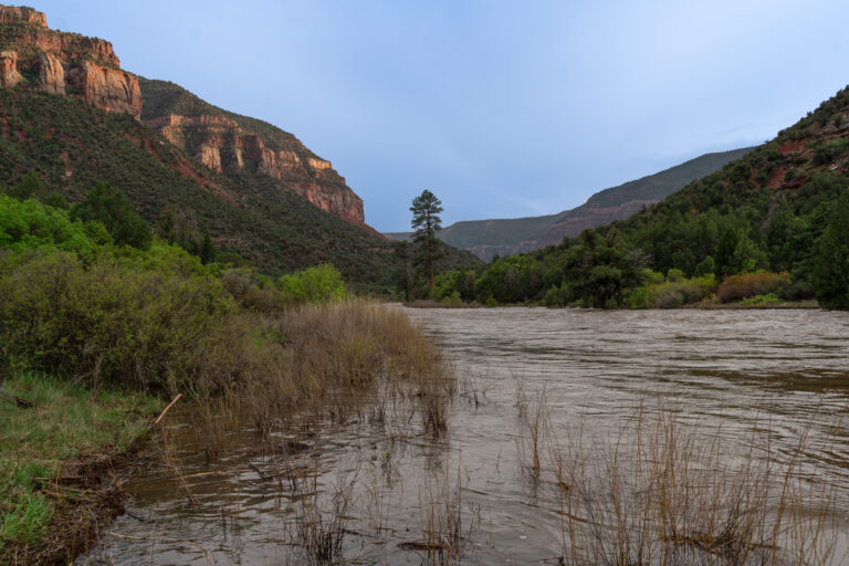 Landscape shot of the Dolores river and trees