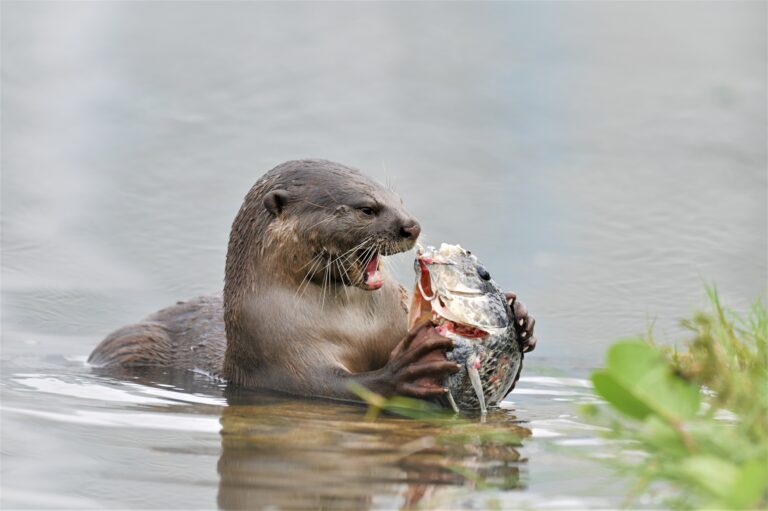 Otter ripping the head of a fish apart - Mild to Wild - Dolores Rive r