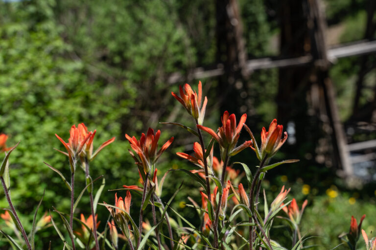 Close up of Flowers -with bridge in background at Trout Lake Trestle, Telluride CO - Mild to Wild