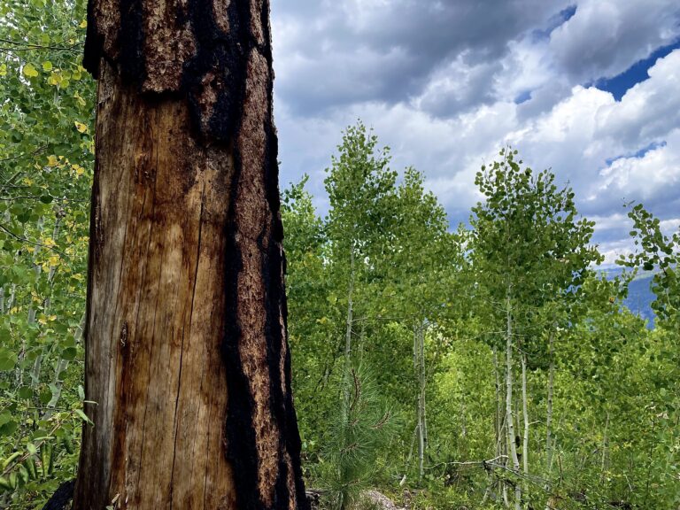 A burned trunk in a green aspen meadow - Mild to Wild