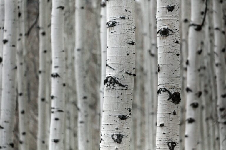 close up of aspen trunks showing the eye design in their white bark - Mild to Wild 