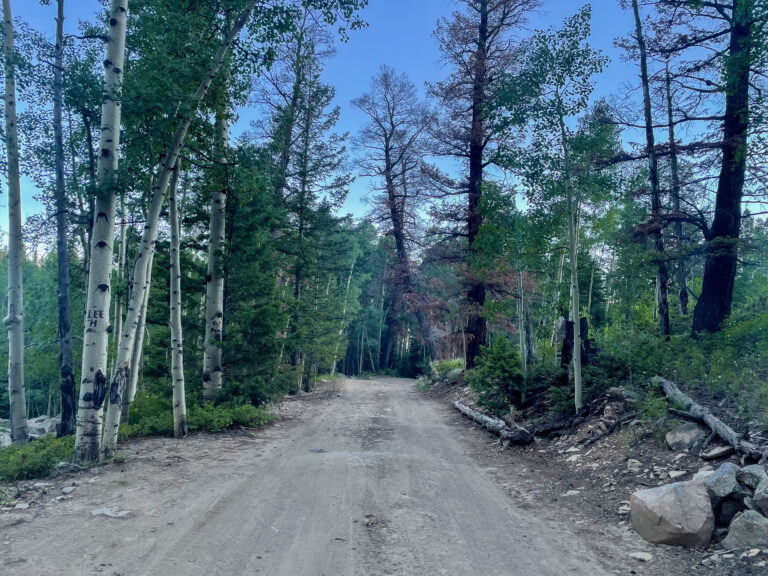 Forest surrounding the Last Dollar Road.