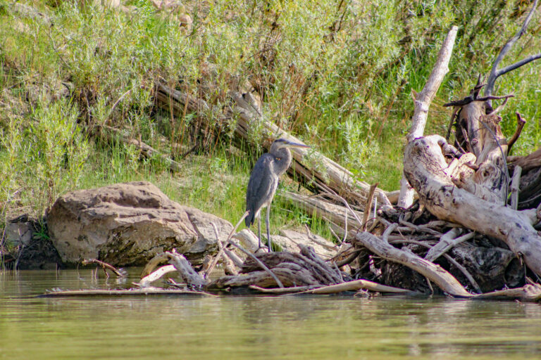 Great Blue Heron sitting on a log in Desolation Canyon